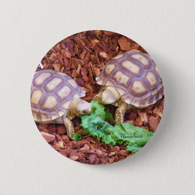 Sulcata SchildkröteHatchlings Button (Vorderseite)