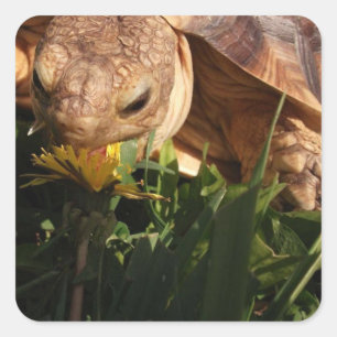 Sulcata Tortoise Bites Dandelion aus Gras Quadratischer Aufkleber