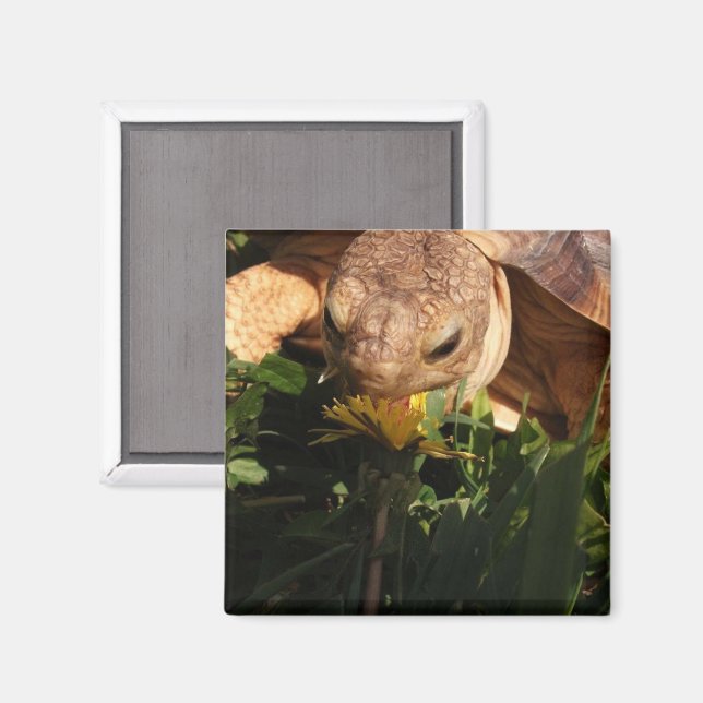 Sulcata Tortoise bites Dandelion in Grass Magnet (Vorderseite/Rückseite)