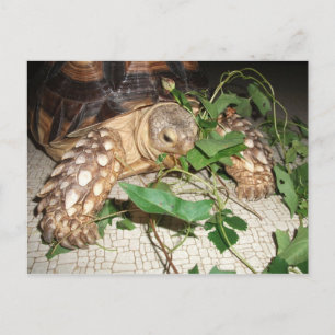 Sulcata Tortoise Eating Bindweed and Mulberry Postkarte