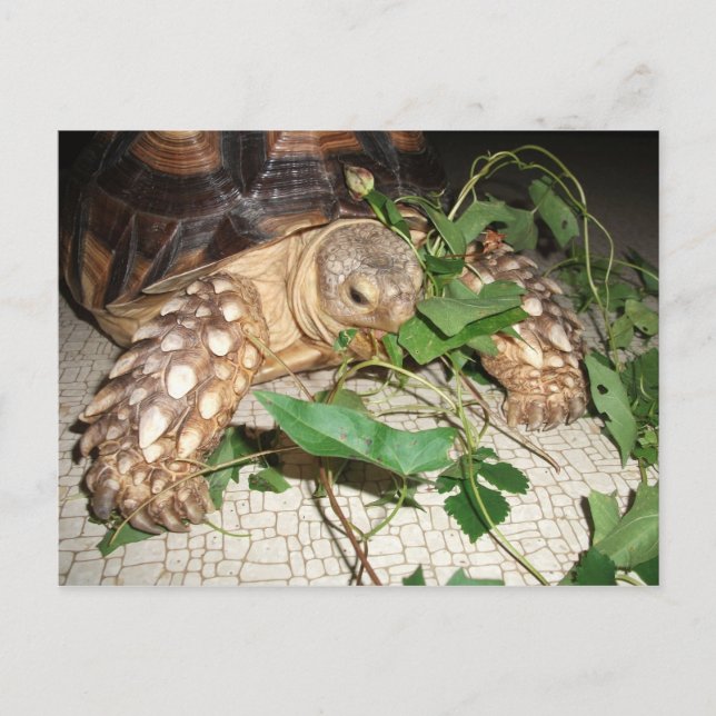 Sulcata Tortoise Eating Bindweed and Mulberry Postkarte (Vorderseite)