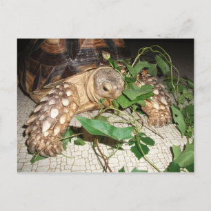 Sulcata Tortoise Eating Bindweed and Mulberry Postkarte