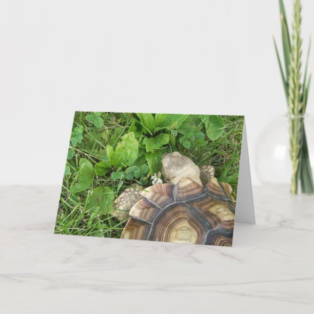 Sulcata Tortoise Eating Clover, Plantain, im Gras Karte (Vorderseite)