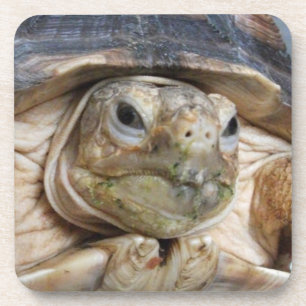 Sulcata Tortoise Face Nah-up Beverage Getränkeuntersetzer
