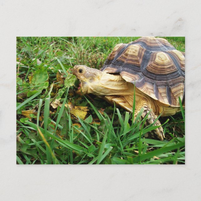 Sulcata Tortoise Grazing, Mouth Open Postkarte (Vorderseite)