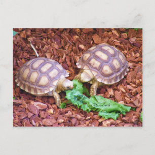 Sulcata Tortoise Hatchlings Postkarte