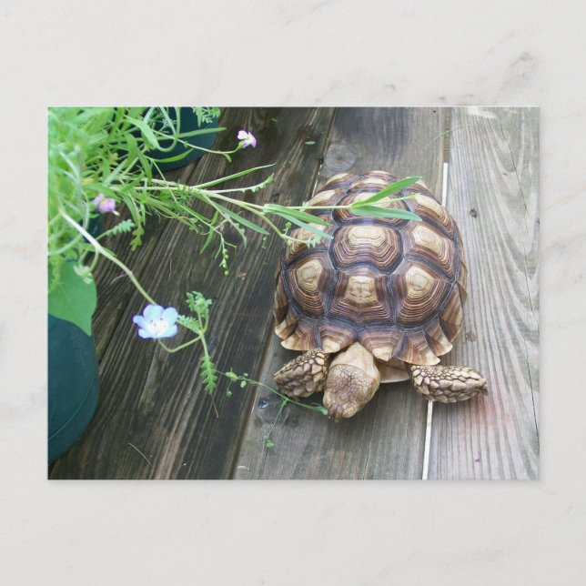 Sulcata Tortoise Lounges on Balcony Eating Blume Postkarte (Vorderseite)