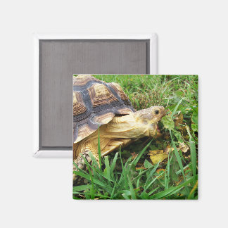 Sulcata Tortoise MundOpen Bissen aus Gras Magnet