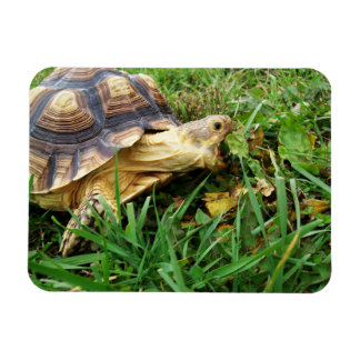 Sulcata Tortoise MundOpen Bissen aus Gras Magnet