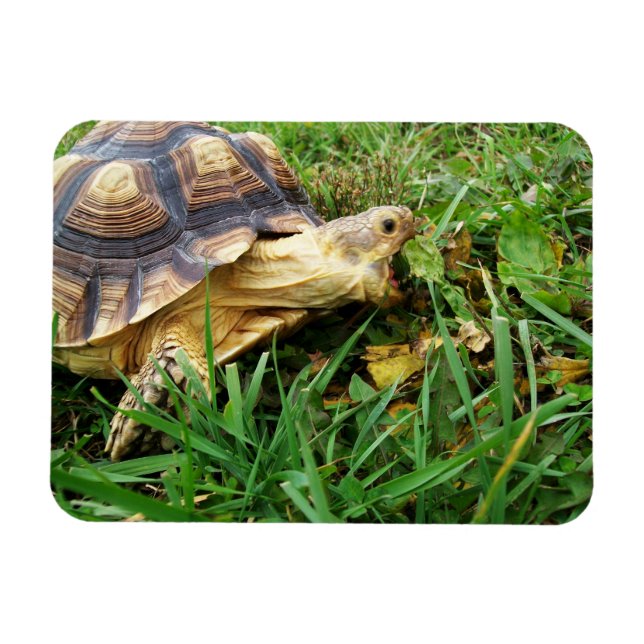 Sulcata Tortoise MundOpen Bissen aus Gras Magnet (Horizontal)