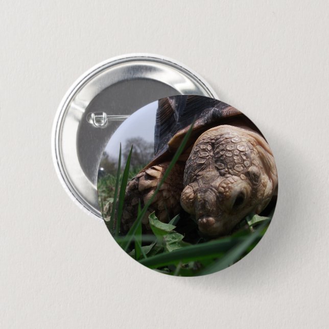 Sulcata Tortoise Nah-up Grazing im Gras Button (Vorne & Hinten)