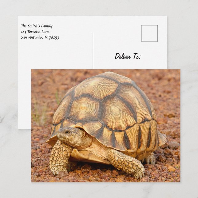 Sulcata Tortoise Postkarte (Vorne/Hinten)