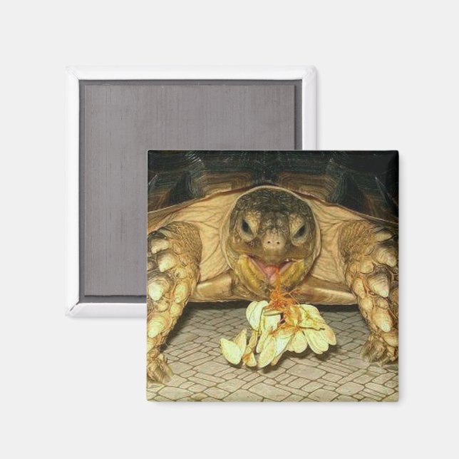 Sulcata Tortoise, Squash Seeds, die aus dem Mund Magnet (Vorderseite/Rückseite)