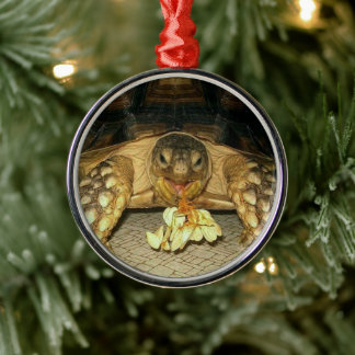 Sulcata Tortoise, Squash Seeds, die aus dem Mund Ornament Aus Metall