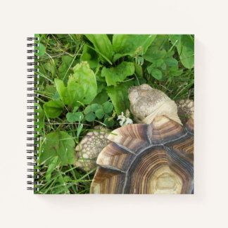 Sulcata Tortoise von oben auf grünem Rasen gesehen Notizbuch