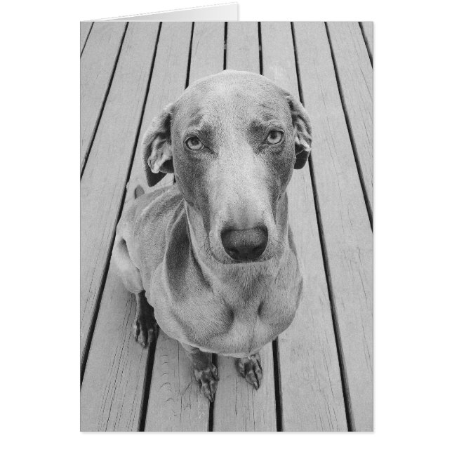 Sullen Weimaraner B&W (Vorne)