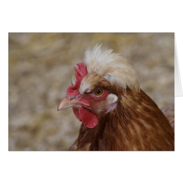 Sulmtaler Hen (Vorderseite (Horizontal))