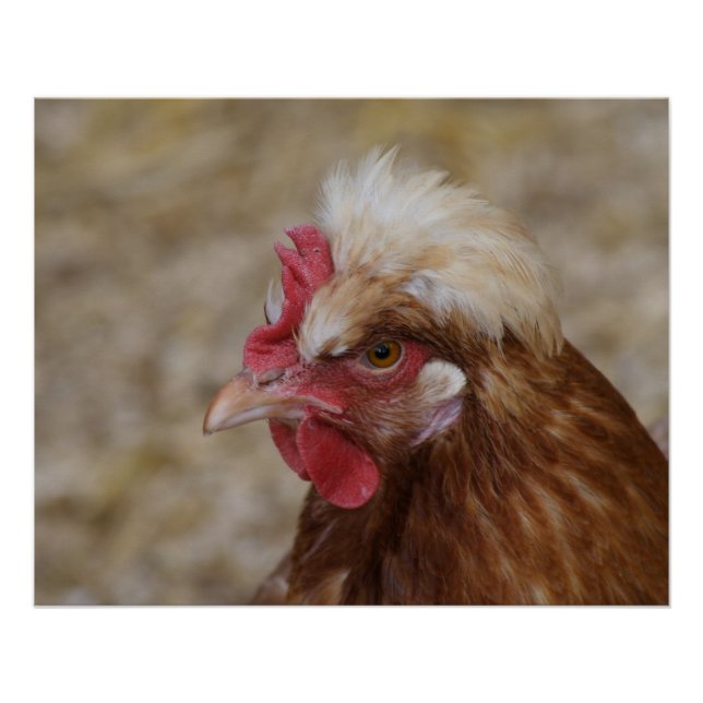 Sulmtaler Hen Poster (Vorderseite)