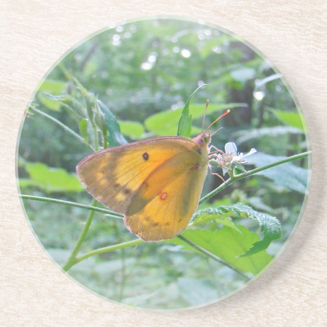 Sulpher Butterfly Sandstein Untersetzer (Vorne)