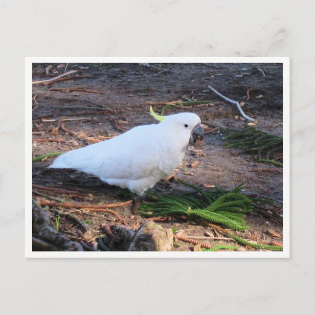 Sulphur-Crested Cockatoo Wildlife Photography Postkarte (Vorderseite)