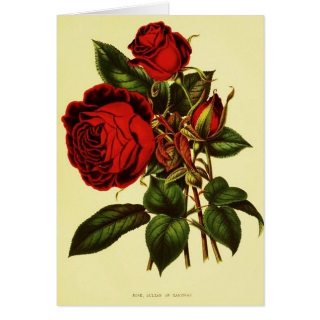 Sultan von Zanzibar Rose (Vorne)