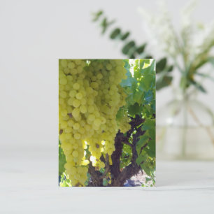 Sultana-Trauben auf einem Rebstock, Postkarte