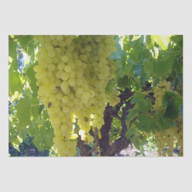 Sultana-Trauben auf einem Rebstock, Seidenpapier (Vorderseite)