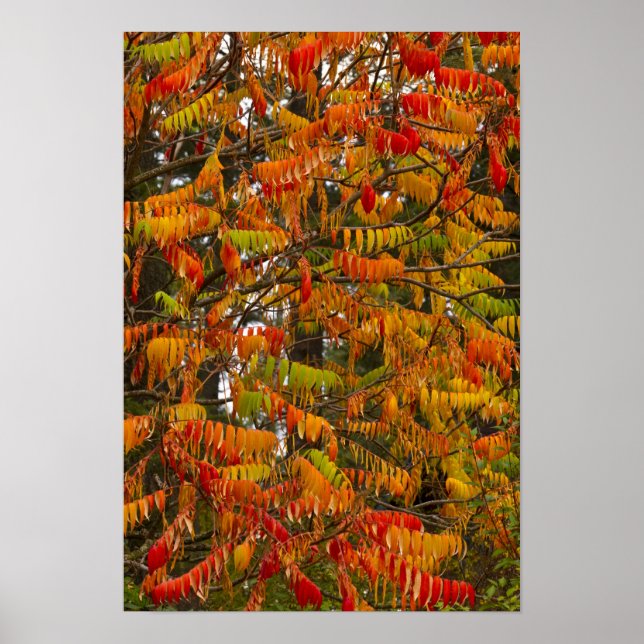 Sumac-Baum in Herbstfarbe in Weißfisch, Poster (Vorne)