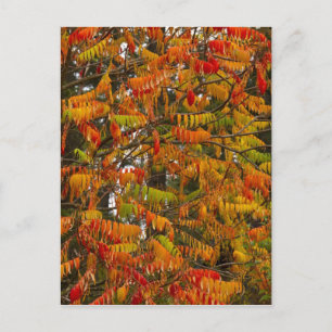 Sumac-Baum in Herbstfarbe in Weißfisch, Postkarte