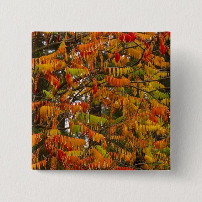 Sumac-Baum in Herbstfarbe in Whitefish, Button (Vorderseite)