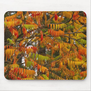 Sumac-Baum in Herbstfarbe in Whitefish, Mousepad