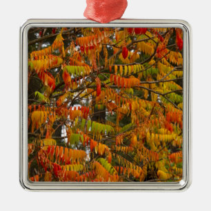 Sumac-Baum in Herbstfarbe in Whitefish, Silbernes Ornament