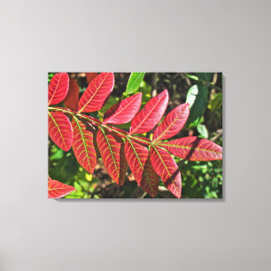 sumac-Blätter im Herbst Leinwanddruck
