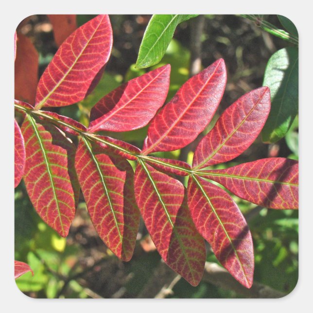 sumac-Blätter im Herbst Quadratischer Aufkleber (Vorderseite)
