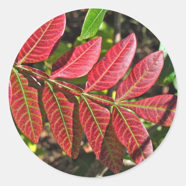 sumac-Blätter im Herbst Runder Aufkleber (Vorderseite)