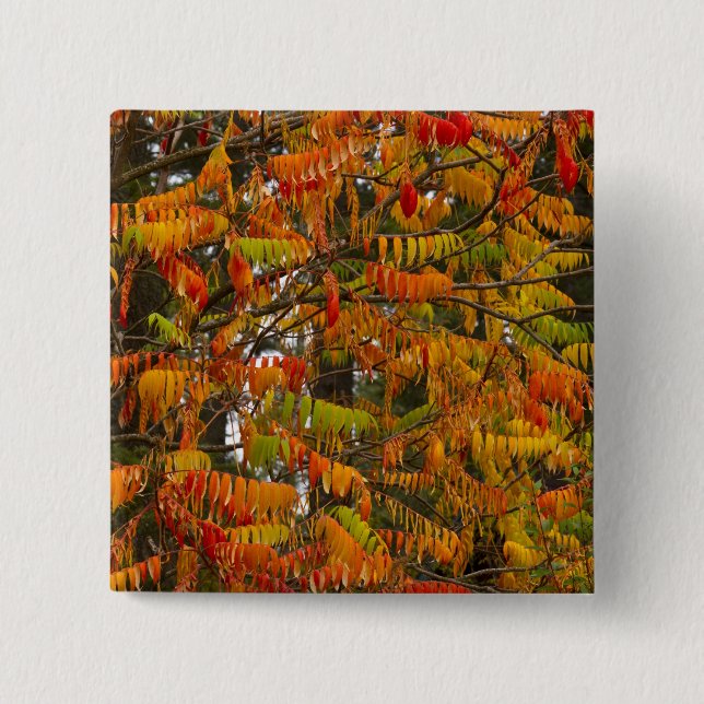 Sumachbaum in Herbstfarbe in Whitefish, Button (Vorderseite)