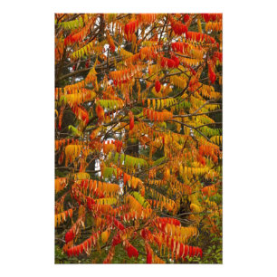 Sumachbaum in Herbstfarben in Whitefish, Fotodruck