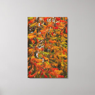 Sumachbaum in Herbstfarben in Whitefish, Leinwanddruck