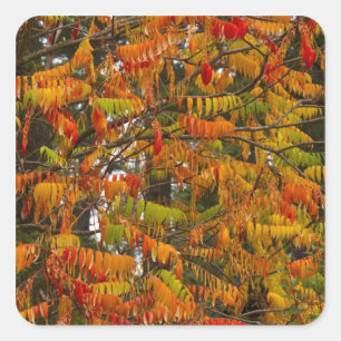 Sumachbaum in Herbstfarben in Whitefish, Quadratischer Aufkleber