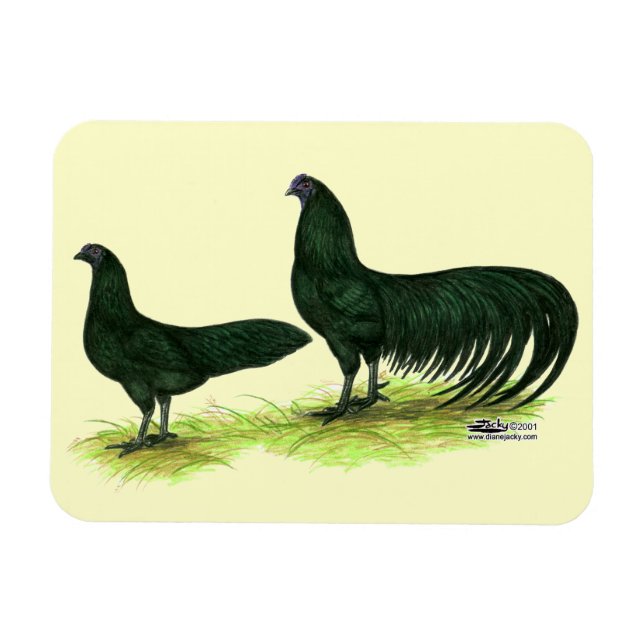 Sumatra Black Chickens Magnet (Horizontal)