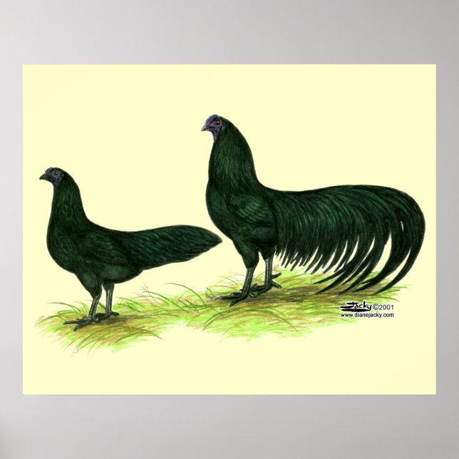 Sumatra Black Chickens Poster (Vorne)