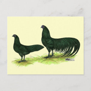 Sumatra Black Chickens Postkarte