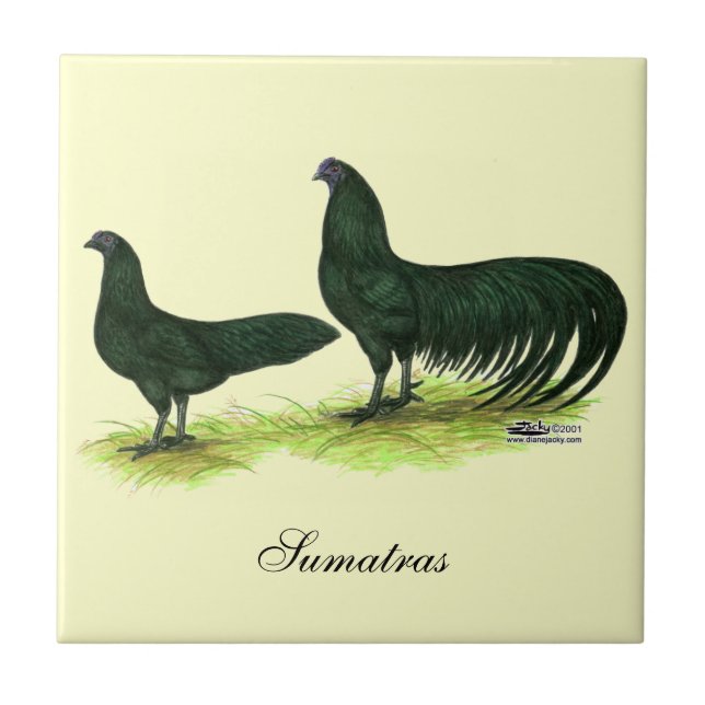 Sumatra Black Hühner Fliese (Vorderseite)