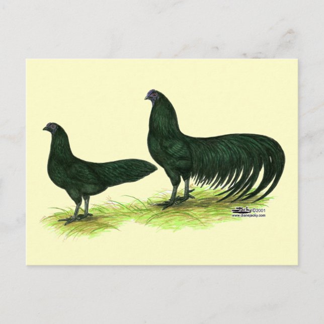 Sumatra Black Hühner Postkarte (Vorderseite)