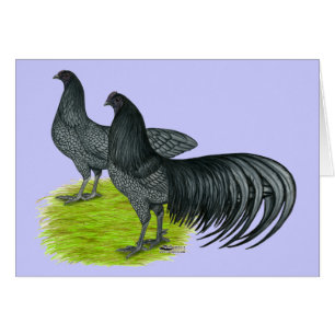 Sumatra: Blaue Paare