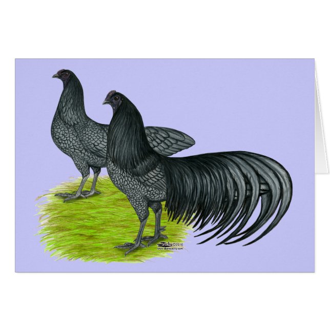 Sumatra:  Blaue Paare (Vorderseite (Horizontal))
