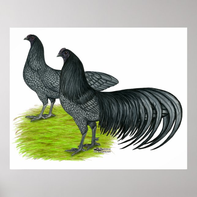 Sumatra: Blaues Paar Poster (Vorne)