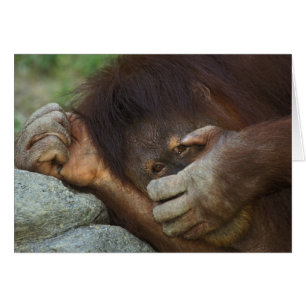 Sumatra-Orang-Utan, Pongo pygmaeus
