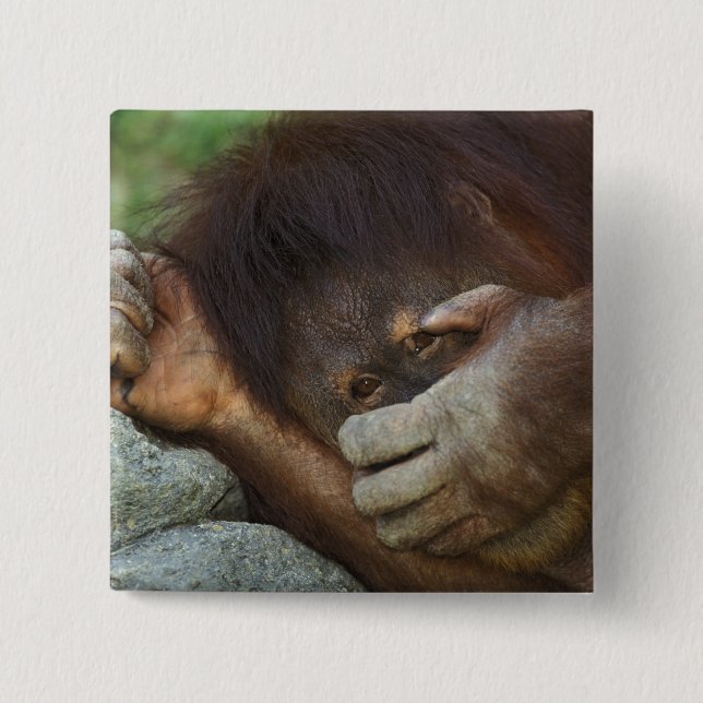 Sumatra-Orang-Utan, Pongo pygmaeus Button (Vorderseite)