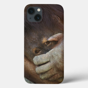 Sumatra-Orang-Utan, Pongo pygmaeus iPhone 13 Hülle